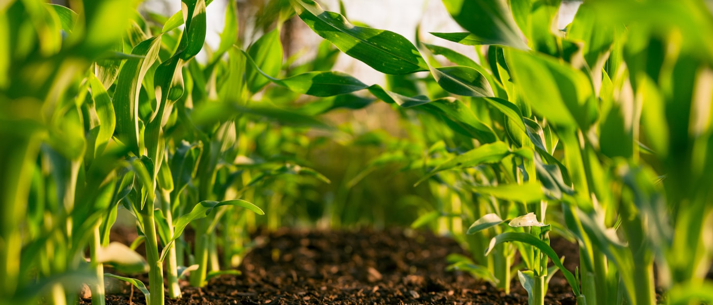 Organic farming and agriculture